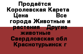 Продаётся!     Королевская Карета › Цена ­ 300 000 - Все города Животные и растения » Другие животные   . Свердловская обл.,Краснотурьинск г.